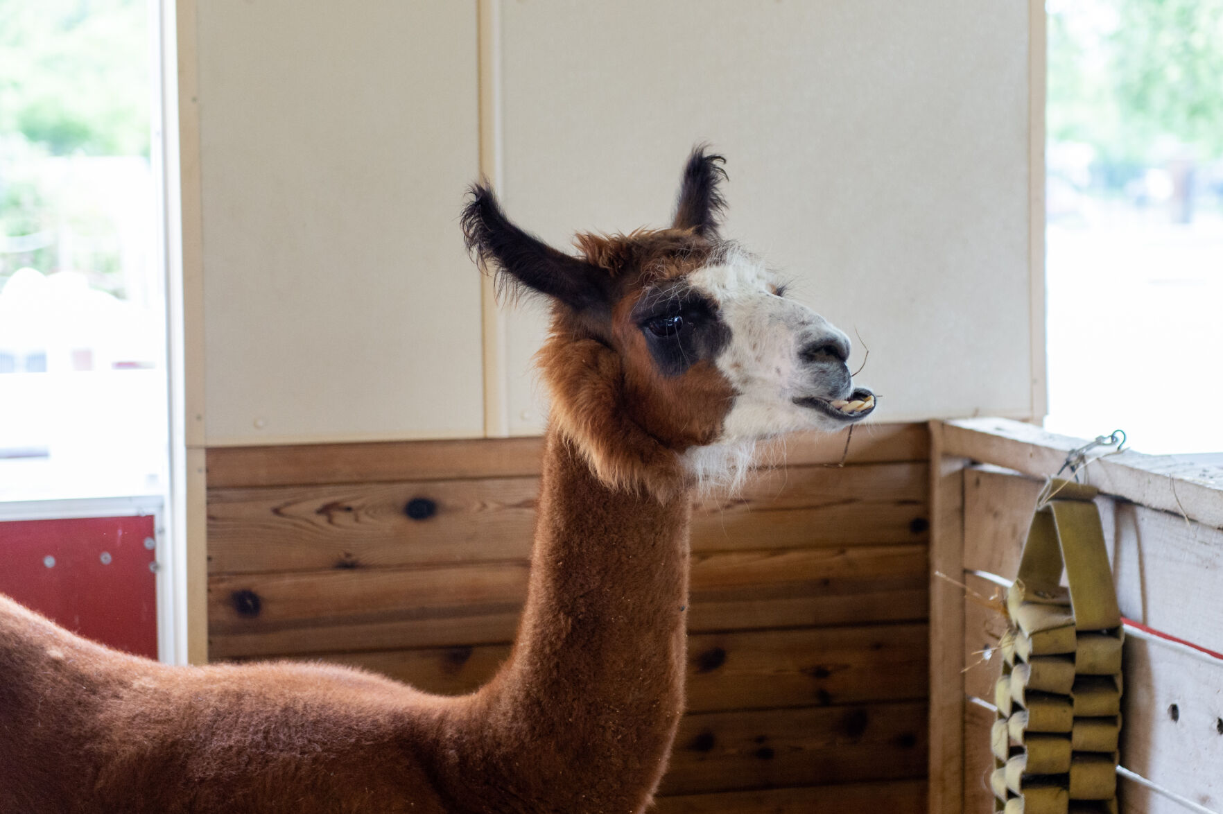10/3/20 Zoo Animals, Llama